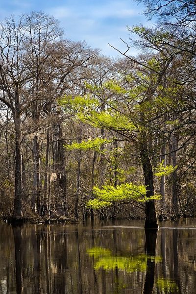 River water moves slowly through a flooded wooded swamp in Florida Cypress leafing out